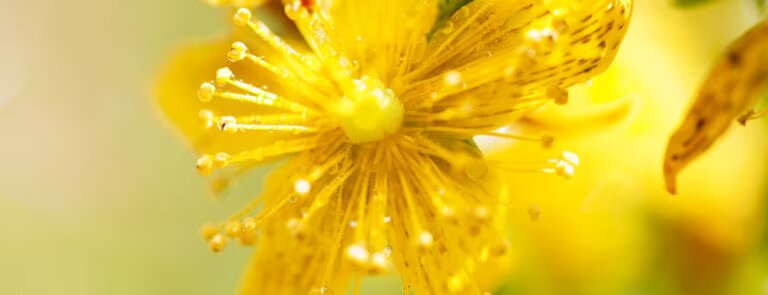 St John’s wort: benefits, dosage & side-effects