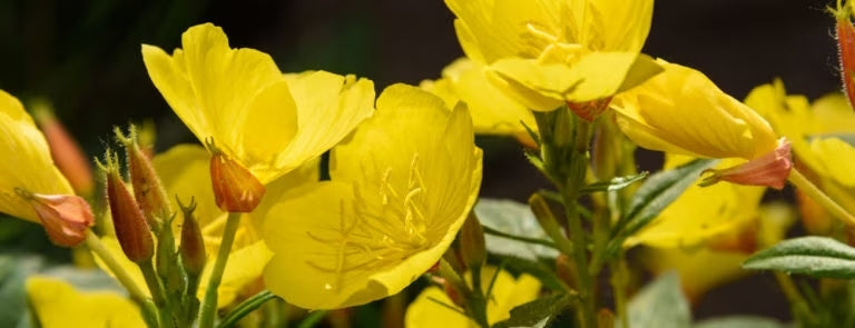 Evening primrose oil: Benefits, dosage, side effects, uses & more