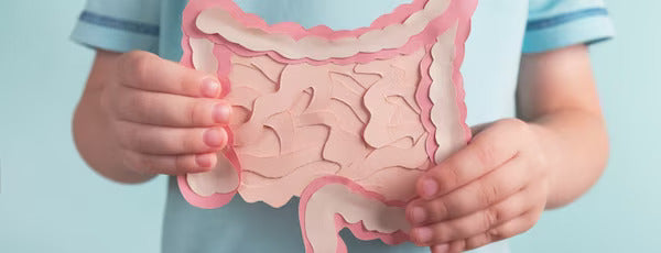 Friendly gut bacteria explained